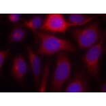 Immunofluorescence - eNOS (Ab-1177) Antibody from Signalway Antibody (21170) - Antibodies.com