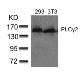 Western blot - PLCg2 (Ab-753) Antibody from Signalway Antibody (21186) - Antibodies.com