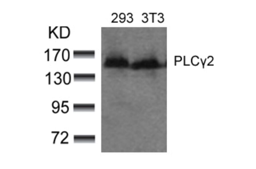 Western blot - PLCg2 (Ab-753) Antibody from Signalway Antibody (21186) - Antibodies.com