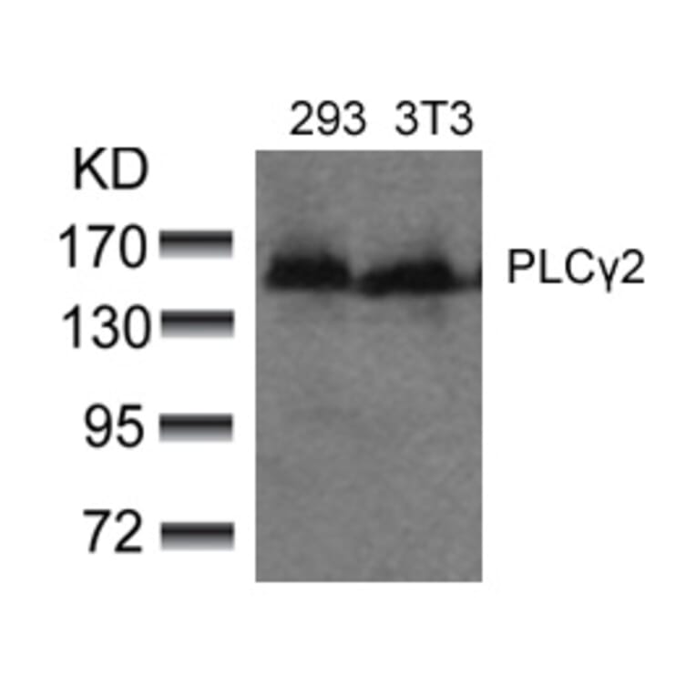 Western blot - PLCg2 (Ab-753) Antibody from Signalway Antibody (21186) - Antibodies.com