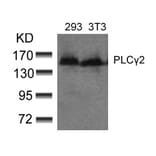 Western blot - PLCg2 (Ab-753) Antibody from Signalway Antibody (21186) - Antibodies.com
