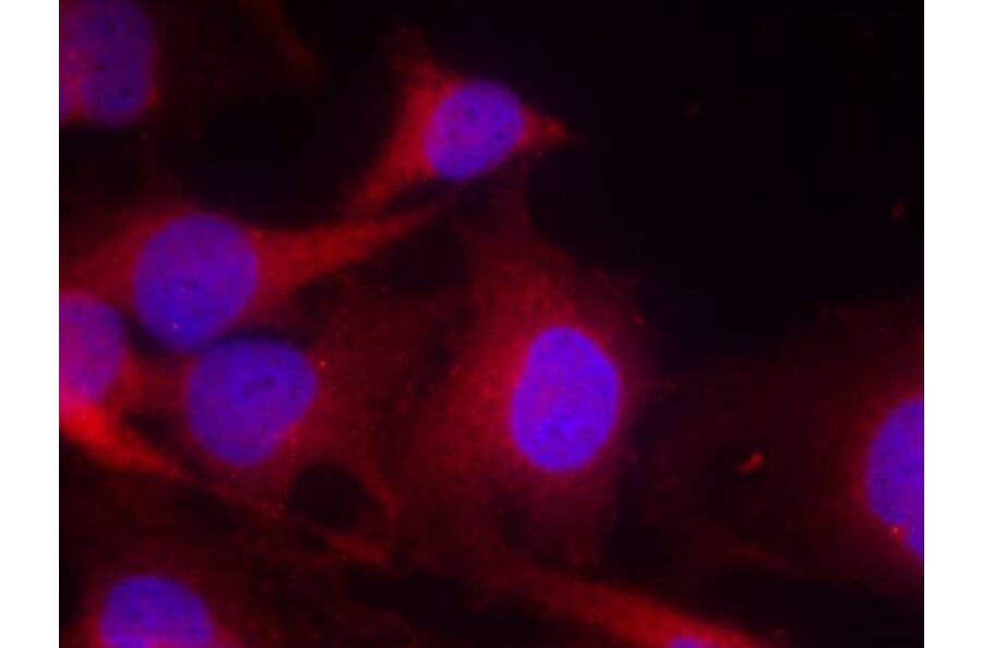Immunofluorescence - PLCg2 (Ab-753) Antibody from Signalway Antibody (21186) - Antibodies.com