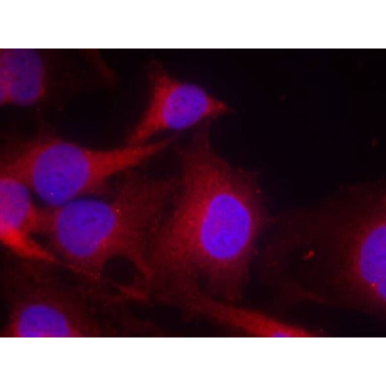 Immunofluorescence - PLCg2 (Ab-753) Antibody from Signalway Antibody (21186) - Antibodies.com