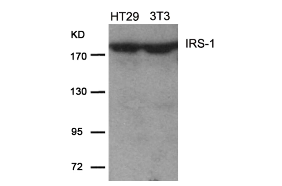 Western blot - IRS-1 (Ab-639) Antibody from Signalway Antibody (21224) - Antibodies.com