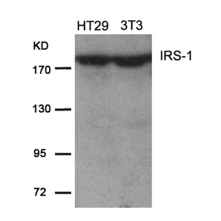 Western blot - IRS-1 (Ab-639) Antibody from Signalway Antibody (21224) - Antibodies.com
