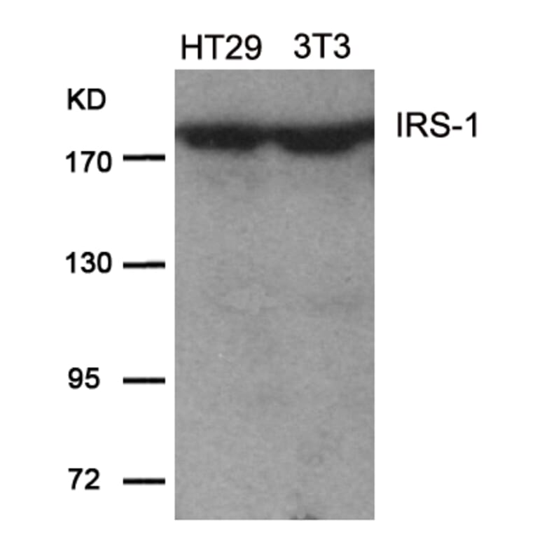 Western blot - IRS-1 (Ab-639) Antibody from Signalway Antibody (21224) - Antibodies.com