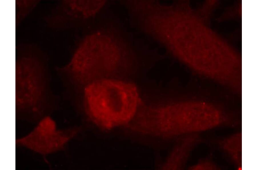 Immunofluorescence - IRS-1 (Ab-639) Antibody from Signalway Antibody (21224) - Antibodies.com