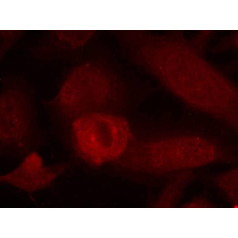 Immunofluorescence - IRS-1 (Ab-639) Antibody from Signalway Antibody (21224) - Antibodies.com