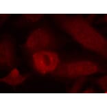 Immunofluorescence - IRS-1 (Ab-639) Antibody from Signalway Antibody (21224) - Antibodies.com