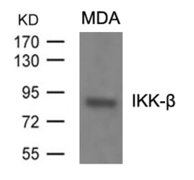 Western blot - IKK-b (Ab-199) Antibody from Signalway Antibody (21305) - Antibodies.com
