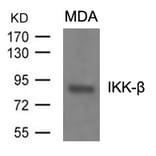 Western blot - IKK-b (Ab-199) Antibody from Signalway Antibody (21305) - Antibodies.com