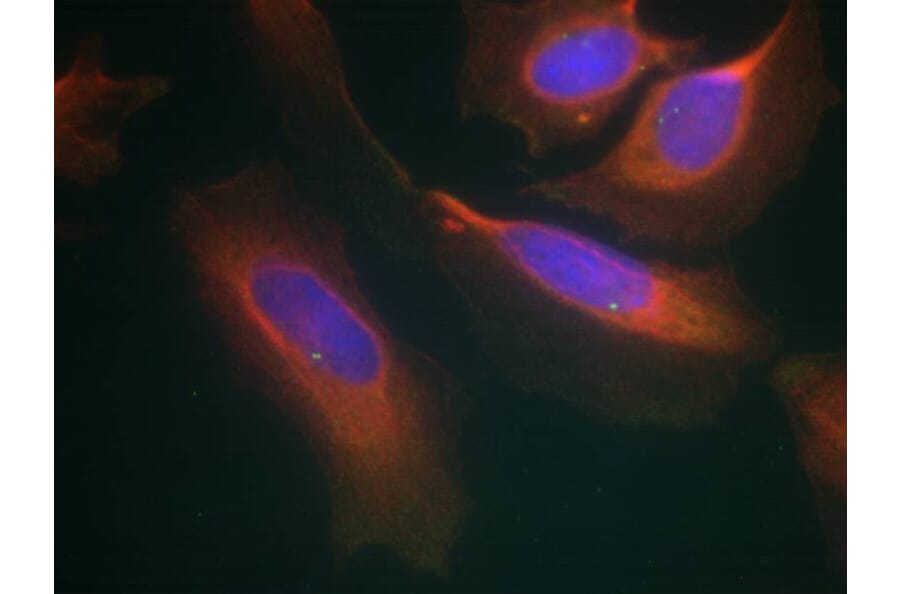 Immunofluorescence - IKK-b (Ab-199) Antibody from Signalway Antibody (21305) - Antibodies.com
