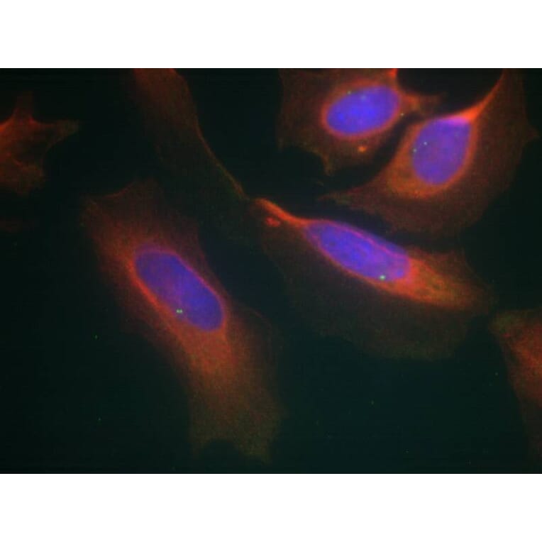 Immunofluorescence - IKK-b (Ab-199) Antibody from Signalway Antibody (21305) - Antibodies.com