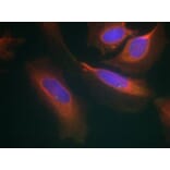 Immunofluorescence - IKK-b (Ab-199) Antibody from Signalway Antibody (21305) - Antibodies.com