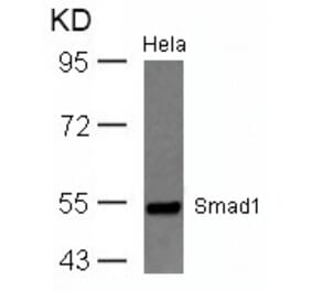 Western blot - Smad1 (Ab-465) Antibody from Signalway Antibody (21321) - Antibodies.com