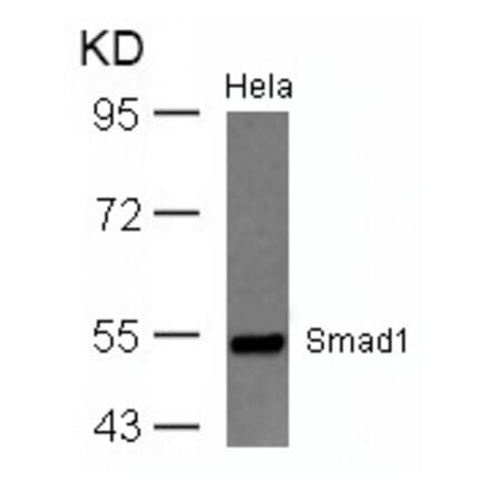 Western blot - Smad1 (Ab-465) Antibody from Signalway Antibody (21321) - Antibodies.com
