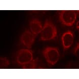 Immunofluorescence - Smad1 (Ab-465) Antibody from Signalway Antibody (21321) - Antibodies.com