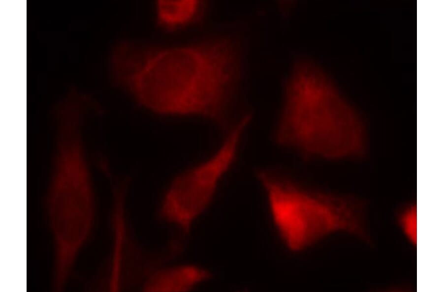 Immunofluorescence - Smad2 (Ab-467) Antibody from Signalway Antibody (21322) - Antibodies.com