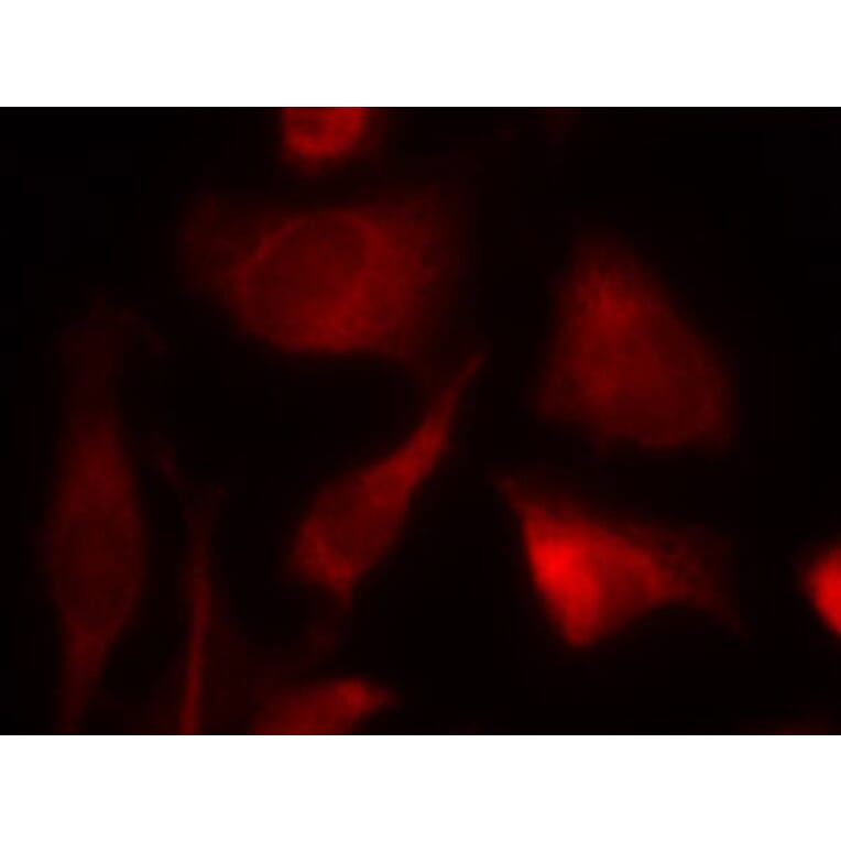 Immunofluorescence - Smad2 (Ab-467) Antibody from Signalway Antibody (21322) - Antibodies.com