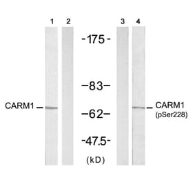 Western blot - CARM1 (Ab-228) Antibody from Signalway Antibody (21331) - Antibodies.com
