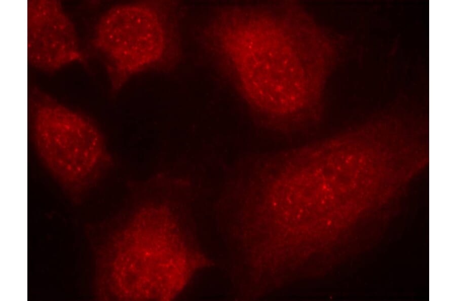 Immunofluorescence - CARM1 (Ab-228) Antibody from Signalway Antibody (21331) - Antibodies.com