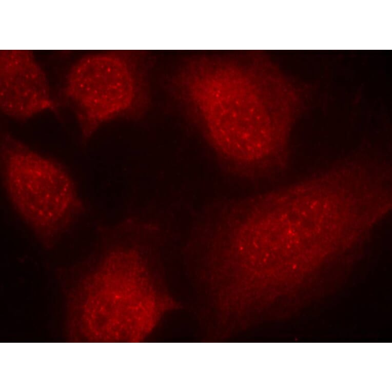 Immunofluorescence - CARM1 (Ab-228) Antibody from Signalway Antibody (21331) - Antibodies.com
