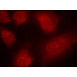 Immunofluorescence - CARM1 (Ab-228) Antibody from Signalway Antibody (21331) - Antibodies.com