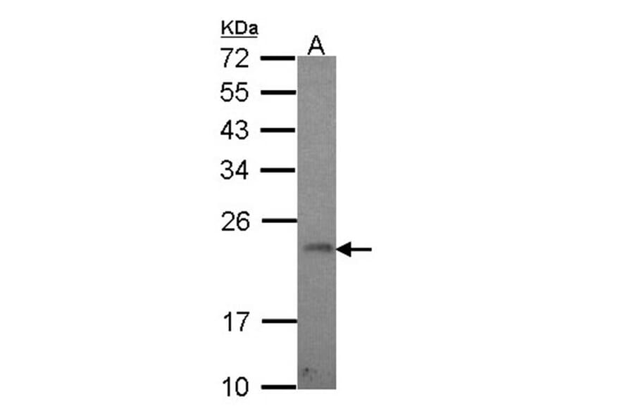 GADD 45 gamma antibody from Signalway Antibody (22395) - Antibodies.com