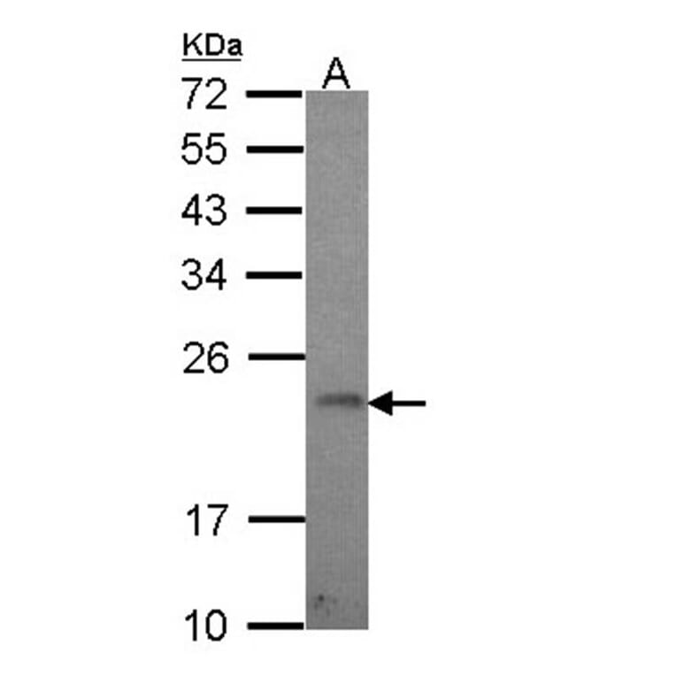 GADD 45 gamma antibody from Signalway Antibody (22395) - Antibodies.com
