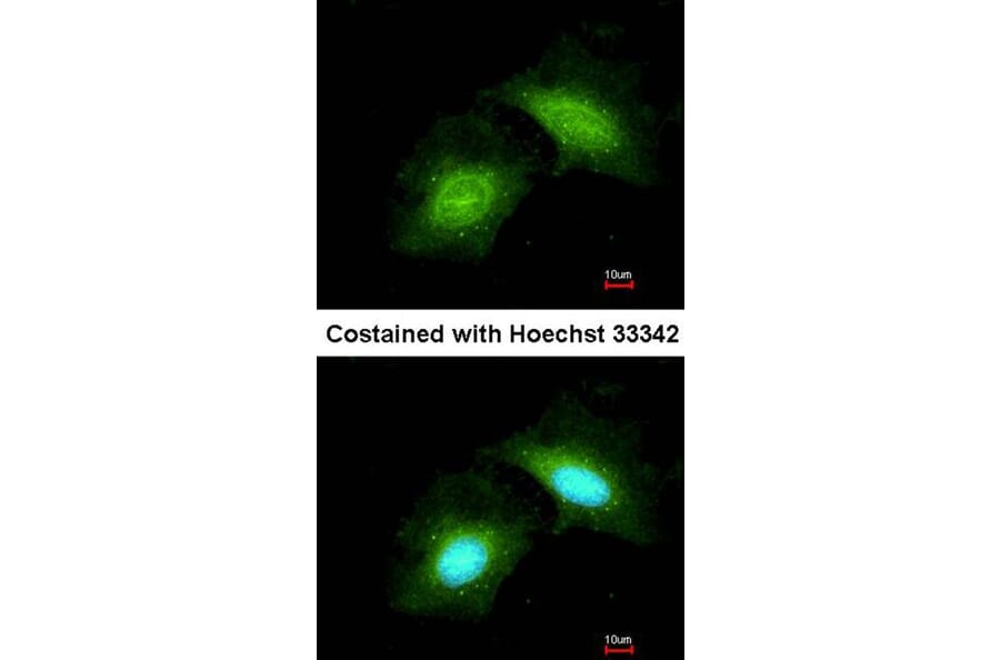 Immunofluorescence - GADD 45 gamma antibody from Signalway Antibody (22395) - Antibodies.com