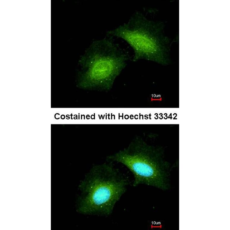 Immunofluorescence - GADD 45 gamma antibody from Signalway Antibody (22395) - Antibodies.com