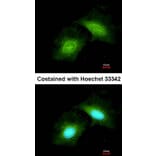Immunofluorescence - GADD 45 gamma antibody from Signalway Antibody (22395) - Antibodies.com