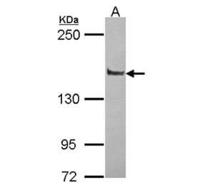 Liprin alpha 1 antibody from Signalway Antibody (22432) - Antibodies.com