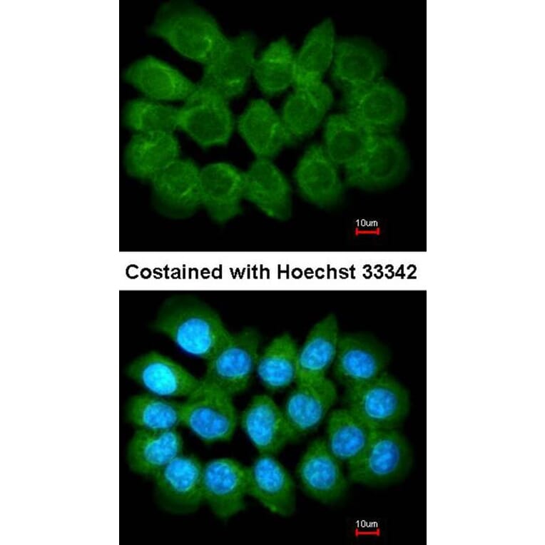 Immunofluorescence - Liprin alpha 1 antibody from Signalway Antibody (22432) - Antibodies.com