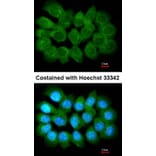 Immunofluorescence - Liprin alpha 1 antibody from Signalway Antibody (22432) - Antibodies.com