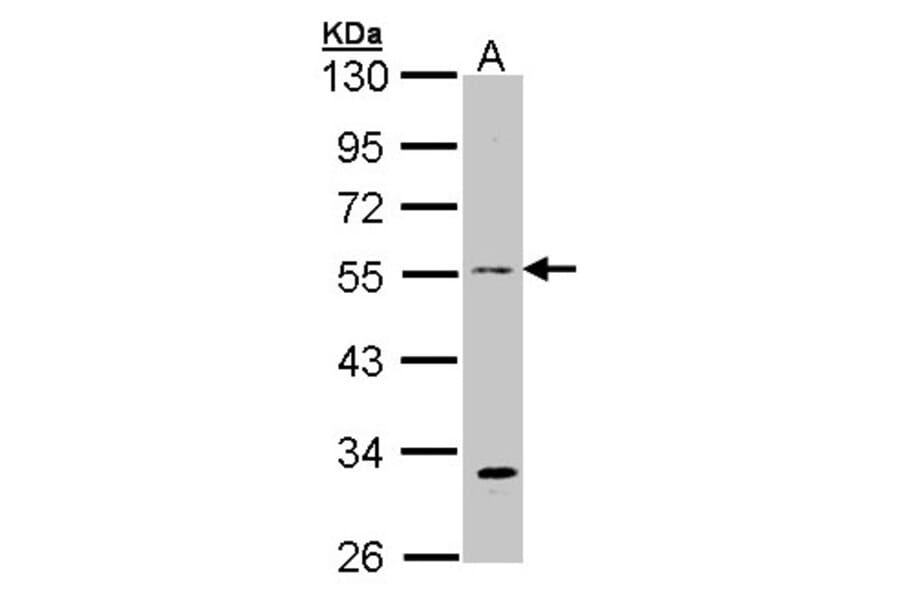 beta Tubulin 3 antibody from Signalway Antibody (23104) - Antibodies.com