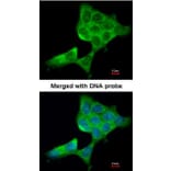 Immunofluorescence - beta Tubulin 3 antibody from Signalway Antibody (23104) - Antibodies.com