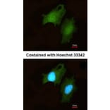 Immunofluorescence - DIP2 homolog B antibody from Signalway Antibody (23145) - Antibodies.com