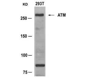Western blot - ATM (Ab-1981) Antibody from Signalway Antibody (21147) - Antibodies.com