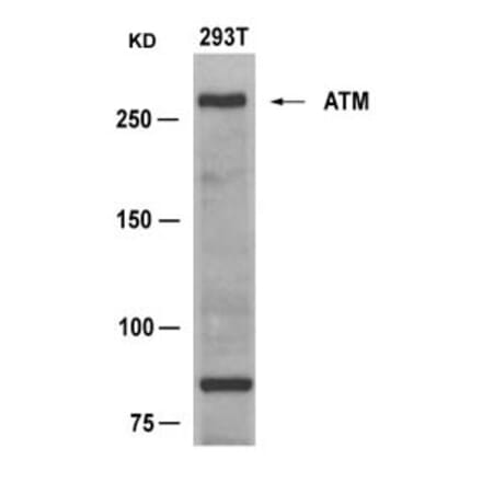 Western blot - ATM (Ab-1981) Antibody from Signalway Antibody (21147) - Antibodies.com