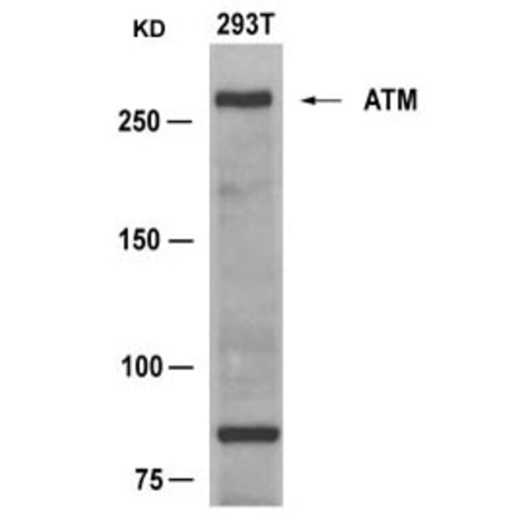 Western blot - ATM (Ab-1981) Antibody from Signalway Antibody (21147) - Antibodies.com