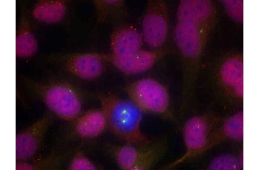 Immunofluorescence - ATM (Ab-1981) Antibody from Signalway Antibody (21147) - Antibodies.com