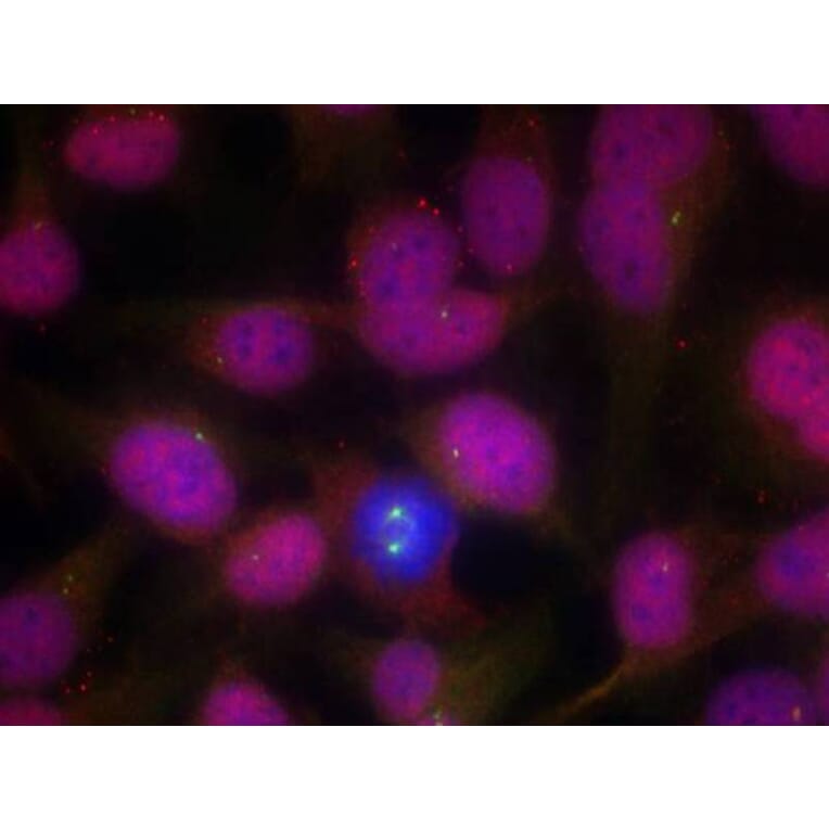 Immunofluorescence - ATM (Ab-1981) Antibody from Signalway Antibody (21147) - Antibodies.com