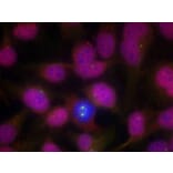 Immunofluorescence - ATM (Ab-1981) Antibody from Signalway Antibody (21147) - Antibodies.com