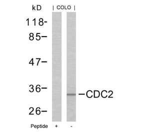 Western blot - CDC2 (Ab-161) Antibody from Signalway Antibody (21152) - Antibodies.com