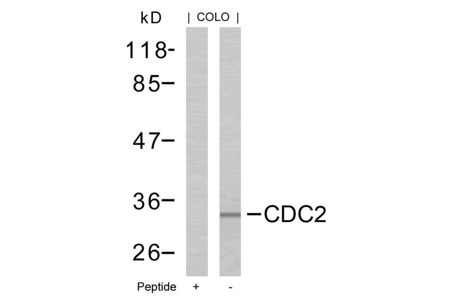 Western blot - CDC2 (Ab-161) Antibody from Signalway Antibody (21152) - Antibodies.com
