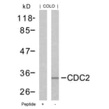 Western blot - CDC2 (Ab-161) Antibody from Signalway Antibody (21152) - Antibodies.com