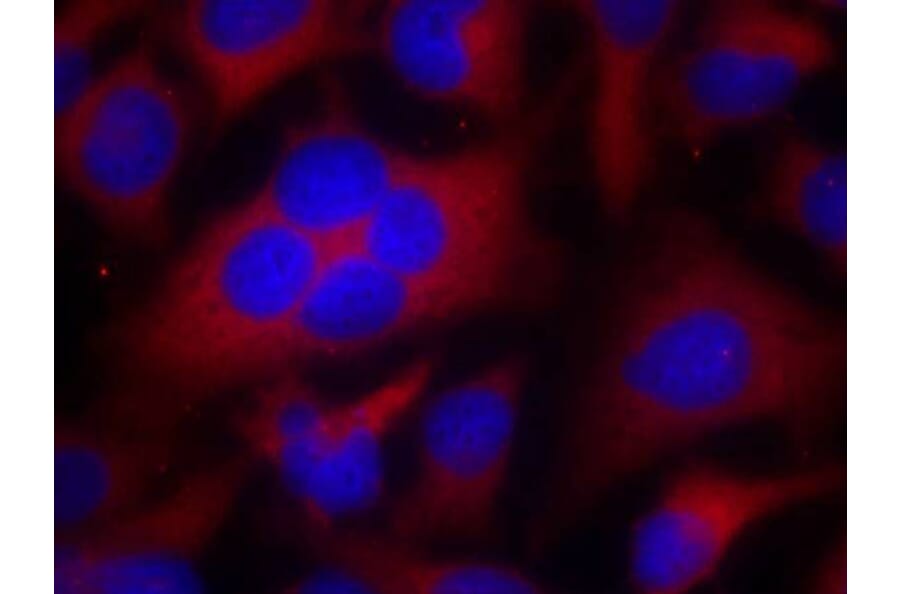 Immunofluorescence - CDC2 (Ab-161) Antibody from Signalway Antibody (21152) - Antibodies.com