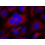 Immunofluorescence - CDC2 (Ab-161) Antibody from Signalway Antibody (21152) - Antibodies.com
