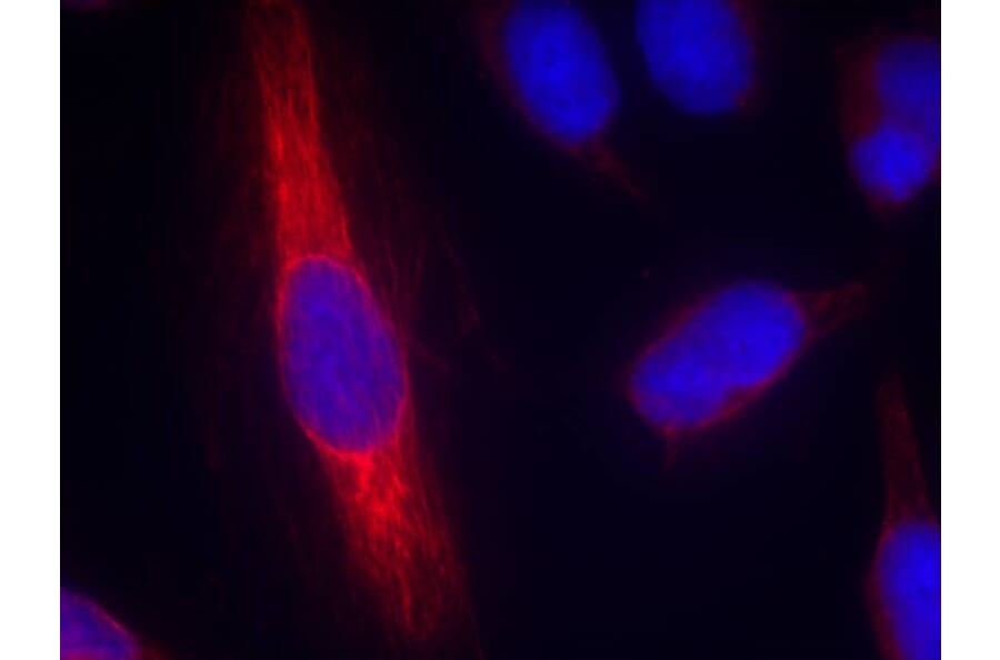 Immunofluorescence - nNOS (Ab-852) Antibody from Signalway Antibody (21159) - Antibodies.com